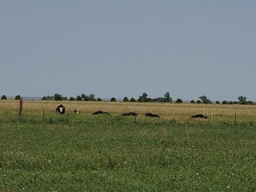 The herd napping in the tall grass.
