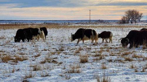 Herd in a snowy pasture